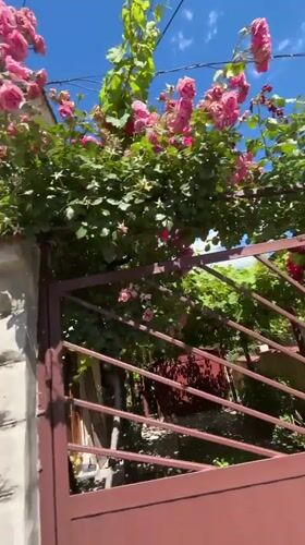 Roses, a gaming party, and a Shumen afternoon patio