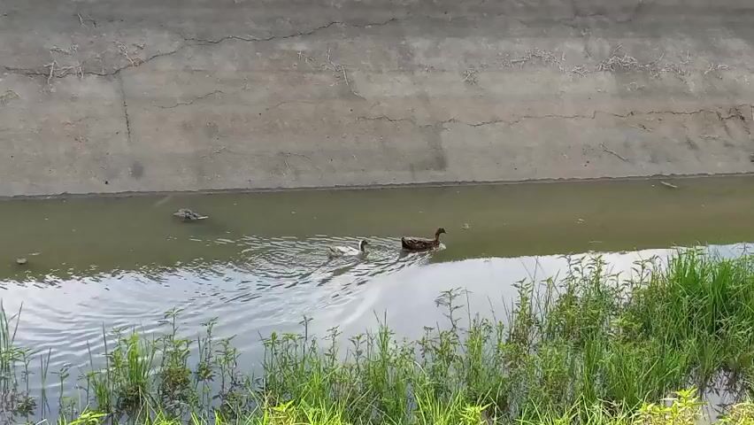 Two ducks swim in a narrow channel of murky water. The channel has concrete walls on both sides. One duck is larger and darker than the other. The smaller duck is swimming behind the larger duck and appears to be a duckling. The water is rippling around the ducks. There is green grass growing along the edge of the channel. The concrete walls show some cracks and discoloration.