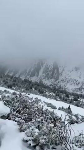 The video shows a snow-covered landscape on a cloudy day.  The foreground features snow-laden bushes. In the background, there is a snow-covered mountain range partially obscured by fog or clouds. The scene appears to be cold and wintry. There are several pine trees scattered in the snow.  The video is still and there is no apparent movement.