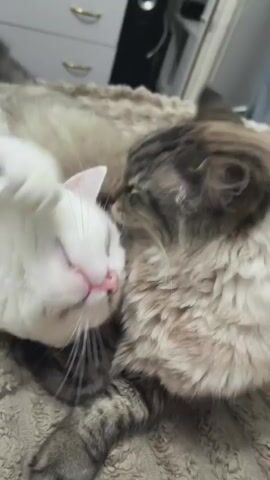 Two cats are lying on a bed with a textured blanket. The cat on the left is white with its eyes closed and appears to be sleeping. The cat on the right is a tabby cat with its head resting on the white cat. The tabby cat's paw is resting on the white cat's head. Both cats are lying on their sides. The background is blurry but appears to be a bedroom with a dresser in the distance.