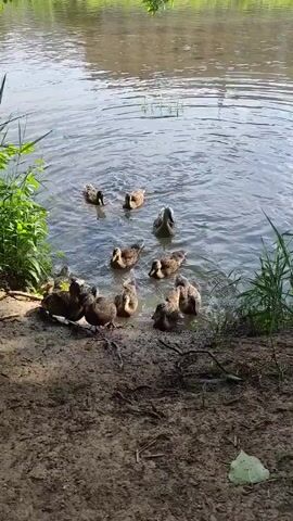 The video shows a group of ducks at the edge of a small body of water, likely a lake or pond. Some ducks are in the water, swimming and dabbling, while others are on the muddy bank near some grass. The water is slightly murky, and the opposite shore is lined with trees. The day appears sunny, with light reflecting off the water. There is no obvious human presence in the video.