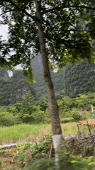 Cycling group explores lotus ponds amid Guilin's karst mountains