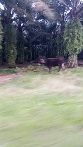 A video shows a moving view of a rural landscape, likely from the perspective of someone on a motorcycle. The scenery includes palm trees, tall grass, and a paved road. In the middle of the video, a herd of cows is seen on the side of the road, with some of them crossing it. One cow stands prominently in the center of the frame, while others are gathered nearby. The sky appears overcast. The video is shaky, indicating movement.