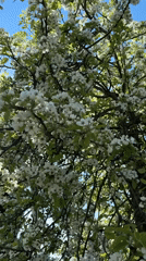 White-blossomed tree captured in spring bloom in Belarus countryside