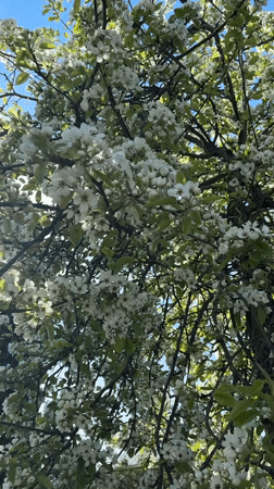 White-blossomed tree captured in spring bloom in Belarus countryside