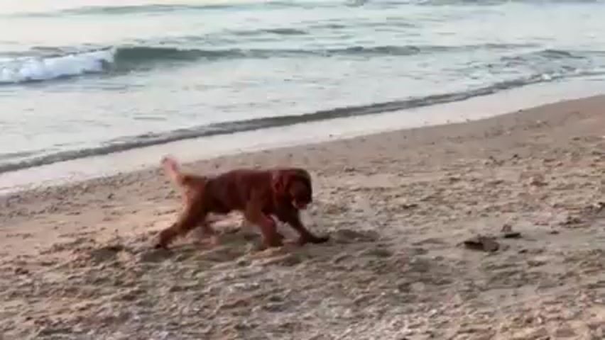 A brown dog is walking on a sandy beach near the water. The dog has a collar. The water is light blue with small waves coming to shore. The sand is light brown and appears to be slightly wet.