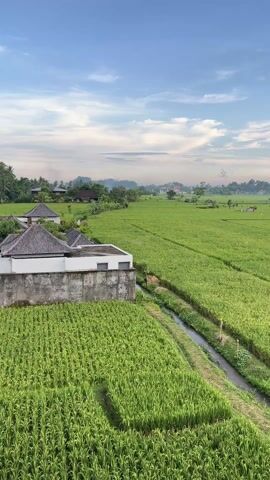 The video shows a wide shot of a vibrant green rice paddy field under a blue sky with scattered clouds.  A narrow water channel runs through the field. In the foreground, a low, white building with a gray tiled roof sits adjacent to the rice field. In the background are scattered houses and trees. The overall impression is one of rural tranquility.