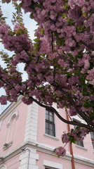 Cherry blossoms frame historic buildings and landmarks in Burgas