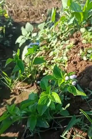 The video shows a close-up view of a plant with green leaves and small blue flowers. The plant is growing in brown soil, and other green plants are visible in the background. Sunlight is casting shadows on the plant and the soil. The camera appears to be stationary, focusing on the plant. There are no people or animals visible in the video.