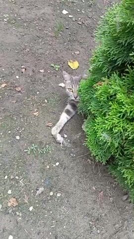 A gray tabby kitten with white paws and chest lies on its side partially hidden by a green bush. Its left paw is extended and touches a small gray mouse lying on the dirt ground. The kitten's head is turned towards the viewer, and its eyes are open. The ground is covered in dirt, small pebbles, and a few fallen leaves.
