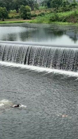 A person is swimming in a body of water below a waterfall. The waterfall is a man-made structure, possibly a dam or weir, with water flowing over its edge in a continuous sheet. The water in the foreground is disturbed by the swimmer's movements. In the background, lush green vegetation and trees are visible, with hills in the distance. The sky appears overcast.