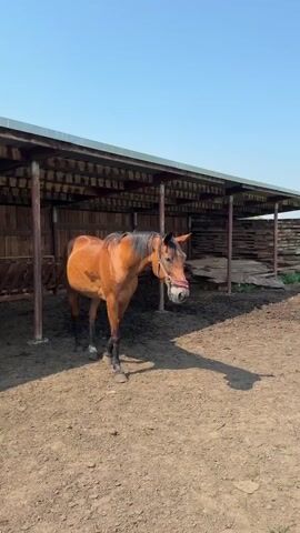 The video shows two horses in an outdoor pen. The first horse is a bay with a black mane and tail, wearing a red halter. It is walking from left to right in front of a wooden shelter. The second horse is white and is standing still inside the shelter. The ground is dirt and there are wooden fences and structures in the background. The sky is clear and blue.