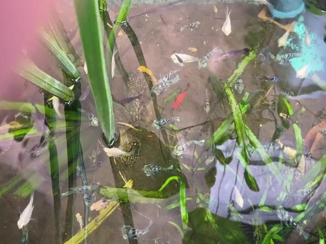 This is a top-down view of a fish tank with numerous small fish. The tank appears to contain several types of aquatic plants, including some with large, circular leaves resembling lily pads. There is also a blue and white water pump visible in the upper right portion of the tank. The water is slightly murky, and the lighting is dim, casting reflections on the surface. The fish are of various colors and patterns, including white, black, grey, and some with orange or yellow markings. Some fish are schooling together, while others are more dispersed throughout the tank. The overall impression is one of a naturalistic, albeit somewhat overgrown, aquatic environment.