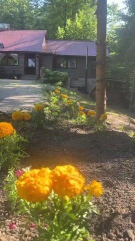 The video shows a row of orange marigolds planted in a garden bed. A small, dark-colored house with a red roof is in the background. The garden is bordered by trees. The sun is shining and casting light on the flowers. No people are visible.