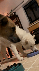 Tel Aviv resident documents quiet evening moments with pets