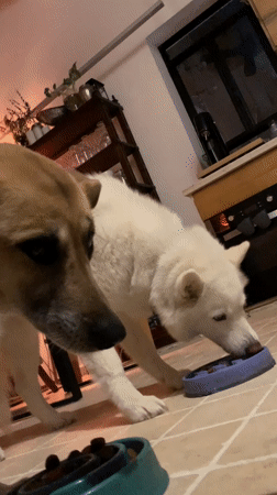 Tel Aviv resident documents quiet evening moments with pets