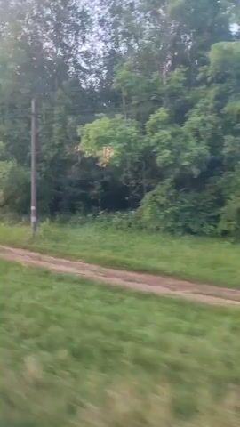 This video shows a side view of a dirt road passing through a grassy area with trees on the right. A utility pole is visible on the right side of the road. The camera appears to be moving, creating a slight blur in the image, suggesting the video was taken from a moving vehicle. The trees are lush and green, indicating a temperate environment, possibly during summer or late spring. The lighting suggests it is daytime.