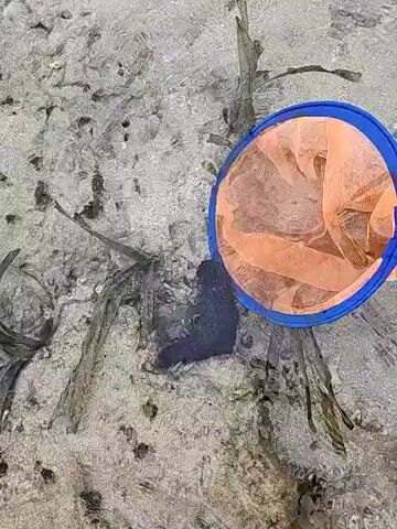 The video shows a blue and orange net being used to scoop something from shallow water. The water is clear and the bottom is sandy with some debris. The net is positioned to capture a dark object in the water. The camera is positioned above the water and moves slightly, giving a top-down view of the scene.