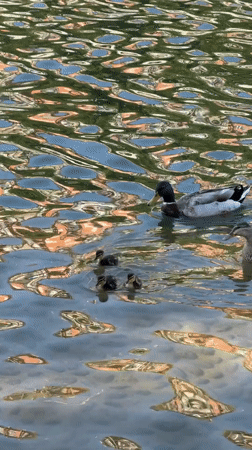Afternoon canal life unfolds along Milan's Navigli district