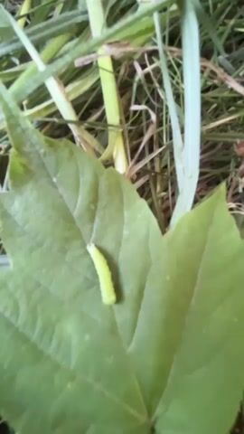 The video captures a close-up view of a green caterpillar on a large green leaf, nestled amongst tall blades of grass. A human finger, partially visible at the left edge of the frame, gently nudges the leaf, causing the caterpillar to move. The scene appears to be outdoors, likely in a natural setting like a garden or field, given the presence of grass and foliage. The lighting suggests it might be daytime, though the exact time is not discernible. The overall impression is one of quiet observation of nature. No text is visible in the media.