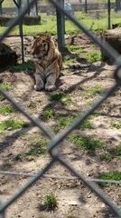 Zoo animals observed in enclosures in Pazardzhik, Bulgaria