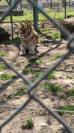 Zoo animals observed in enclosures in Pazardzhik, Bulgaria