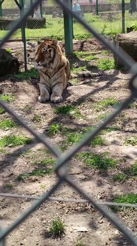 Zoo animals observed in enclosures in Pazardzhik, Bulgaria