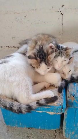 A mother cat and her kittens are curled up asleep on a blue surface. The mother cat is on the left, with her white and tabby fur visible. Her kittens are nestled beside her. One kitten is white and tabby, and the other is mostly white. They appear to be on a wooden surface that is painted blue and is slightly weathered. The background is a rough, light-colored wall.