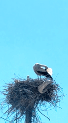 Stork preens in nest containing discarded white sneaker