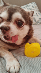Chihuahua enjoys treats and playtime in Saint Petersburg home