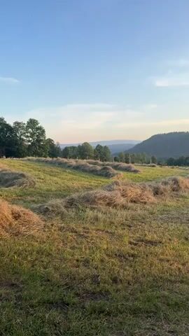 The video shows a rural landscape with a mowed field in the foreground. The field is covered in rows of hay, presumably left to dry after being cut. In the background, there are trees and hills, with a clear blue sky above. The sun appears to be low in the sky, casting long shadows and creating a warm, golden light across the scene. The overall impression is one of peace and tranquility.
