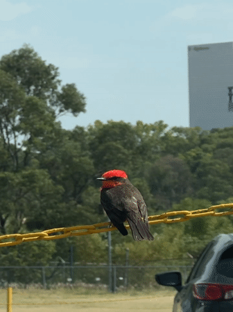 Vermilion Flycatcher spotted on chain in Puebla, Mexico