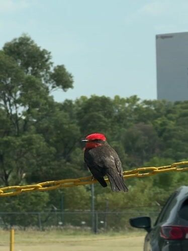 Vermilion Flycatcher spotted on chain in Puebla, Mexico