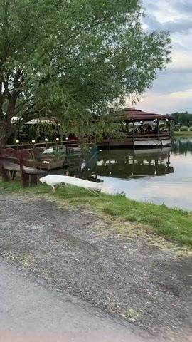 The video begins with a pristine white peacock gracefully walking along the gravel and grassy bank of a tranquil body of water. To the left, a wooden bench is visible, and behind it, a large tree with lush green foliage provides shade. In the mid-ground, a wooden structure, appearing to be a floating restaurant or platform, is situated on the water, with several people seated and enjoying the ambiance.

The camera then pans to the right, revealing a wider vista of the water. The serene surface acts as a mirror, perfectly reflecting the dramatic late afternoon or early evening sky, which is filled with soft, textured clouds in shades of blue and white, with subtle hints of peach and orange. A distant line of trees on the opposite bank is also clearly reflected in the still water. The overall scene exudes a peaceful and calm atmosphere, set in an outdoor, natural environment, likely in Doganovo, Bulgaria, as indicated by the location context. There is no visible text in the video.