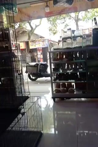 The video opens with a view of the interior of what appears to be a pet store. Multiple cages, some empty and some containing birds, are visible. A motorcycle is parked outside the open doorway, with a street and buildings visible beyond. The camera then pans to the right, showing shelves filled with various pet supplies and accessories, including toys, food, and cages. A calculator and a pot labeled "3000/PCS" are on a counter in the foreground. The scene is well-lit, suggesting daytime. There are no people clearly visible in the frame during this short clip.
