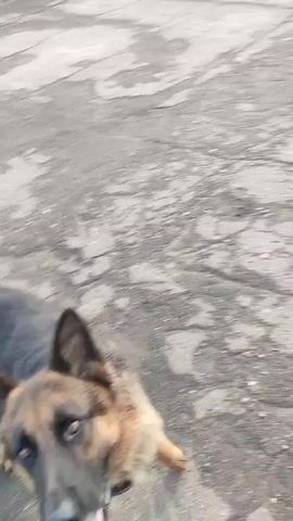 A German Shepherd dog stands in a paved outdoor area. The dog looks up towards the camera with its mouth open. A hand enters the frame holding a green and red dog toy. The hand then tosses the toy upwards and out of frame. The dog remains in place, looking upwards.