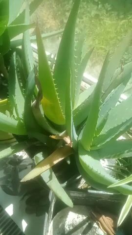 A close-up video shows a variety of potted plants, primarily aloe vera and another leafy green plant, arranged on a windowsill. The plants are lush and green, with the aloe vera featuring its characteristic spiky leaves. The background is blurred, but suggests an outdoor environment with sunlight filtering through. The video is shot from a slightly overhead perspective, with the camera panning and tilting to capture different angles of the plants. There are no people or animals visible in the video. The lighting is natural and bright, indicating it was filmed during the daytime.