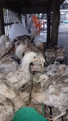 Backyard poultry feeding scene in rural Indonesia