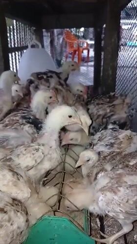Backyard poultry feeding scene in rural Indonesia
