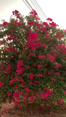 A large bougainvillea bush with bright pink flowers stands beside a road. Initially, the sky is bright, almost white. As the camera pans, the sky changes to a warm, orange hue, indicating a sunset. Cars and motorcycles are visible on the road, driving past the bush.