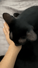 Black cat rests on blanket in Mũi Né home