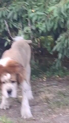The video shows a large dog with a shaved body and a fluffy mane, collar, and tail. The dog is walking outdoors, with trees and foliage in the background. The dog appears to be wearing a chain leash attached to its collar. The ground is covered with dirt and small stones, with a paved path visible in some frames. The dog's fur is light brown and white, with some darker markings on its legs. The dog's expression is somewhat subdued.