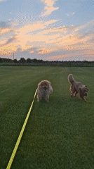 Fluffy chow-type dog roams green fields at dusk near Kempelevo