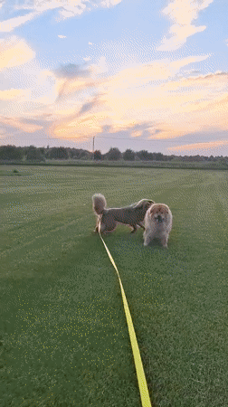 Fluffy chow-type dog roams green fields at dusk near Kempelevo