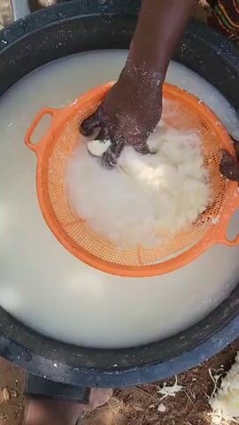 A close-up shot shows a person's hand submerged in a white, milky substance inside an orange plastic colander. The colander is positioned over a large black tub filled with more of the white liquid. The person's skin appears dark, and their hand is covered in the white substance.  Some plant debris is visible on the ground near the tub.
