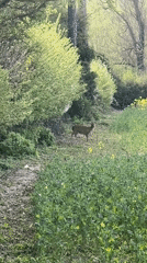 Deer spotted in field near Stamford, UK
