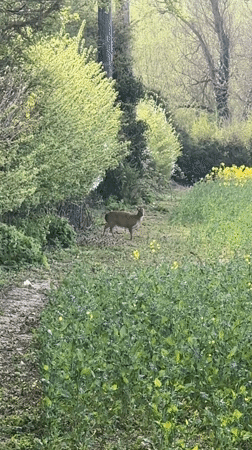 Deer spotted in field near Stamford, UK