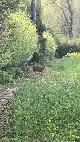 The video shows a deer standing in a field of green plants with a few yellow flowers. There's a dirt path in the foreground, with trees and bushes lining the sides of the field. The lighting suggests it's either early morning or late afternoon. The deer is facing away from the camera, but looking slightly to its left. There is no sound in the video.