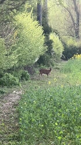 Deer spotted in field near Stamford, UK