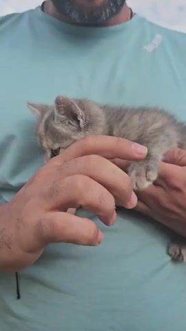 A man with a beard and light blue shirt holds a tiny gray kitten with brown patches in his hands. He gently pets the kitten's head. The kitten looks around and then closes its eyes as the man continues to pet it.